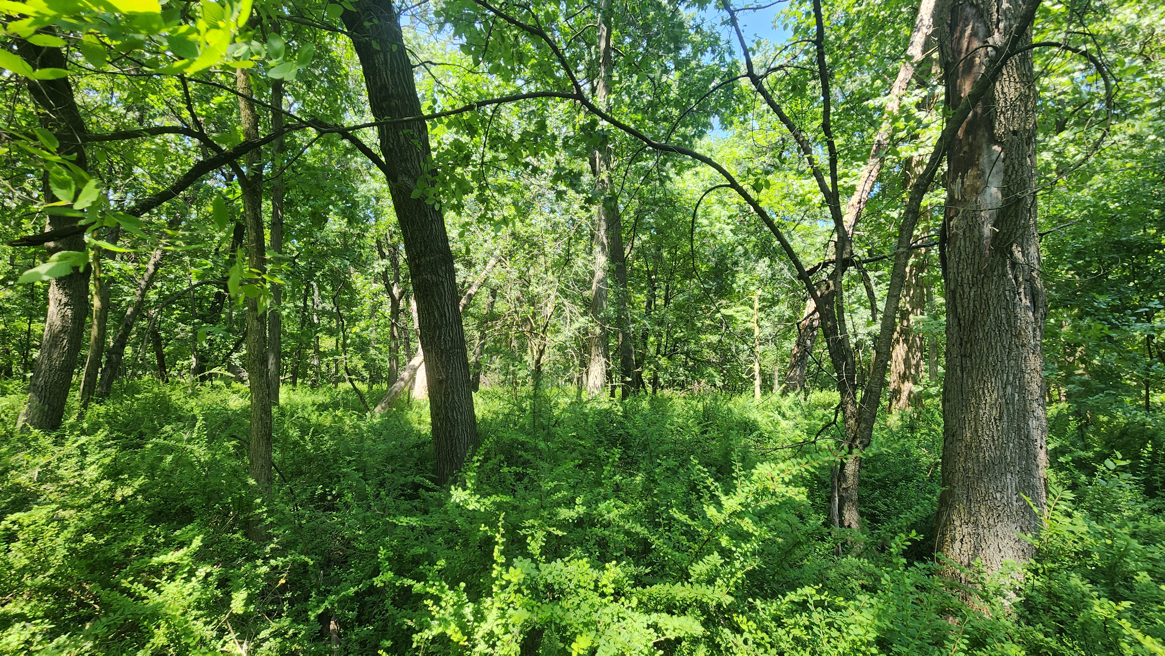 Japanese Barberry Japanese Barberry